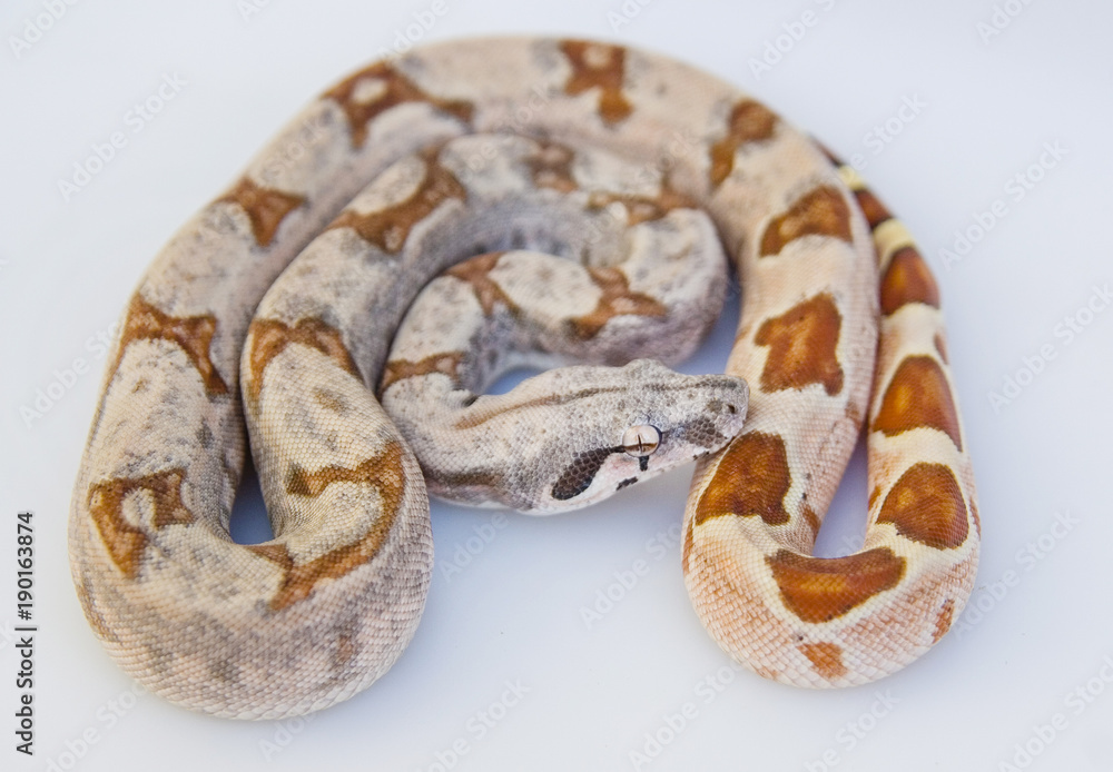 Obraz premium Exotic snake