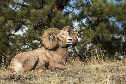 Monster Ram Takes a Rest photo