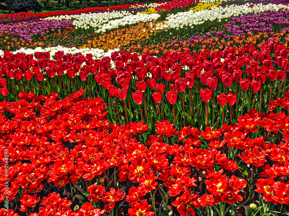 Tulip Field in Kiev