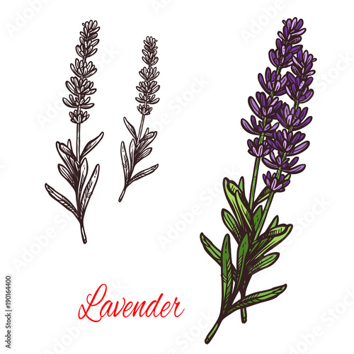 Lavender seasoning vector sketch plant icon