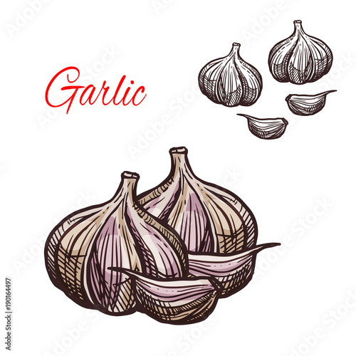 Garlic seasoning vector sketch plant icon