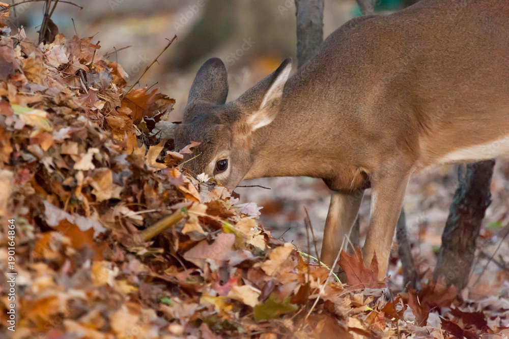 A white-tailed deer in the foods during autumn