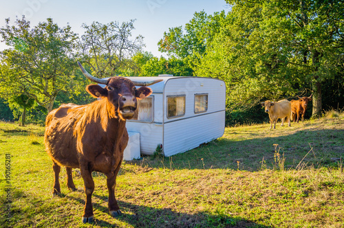 Cow in a caravan camping photo