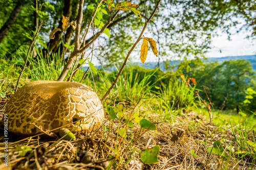 A cep in the grass at the limit of the forest and meadow photo