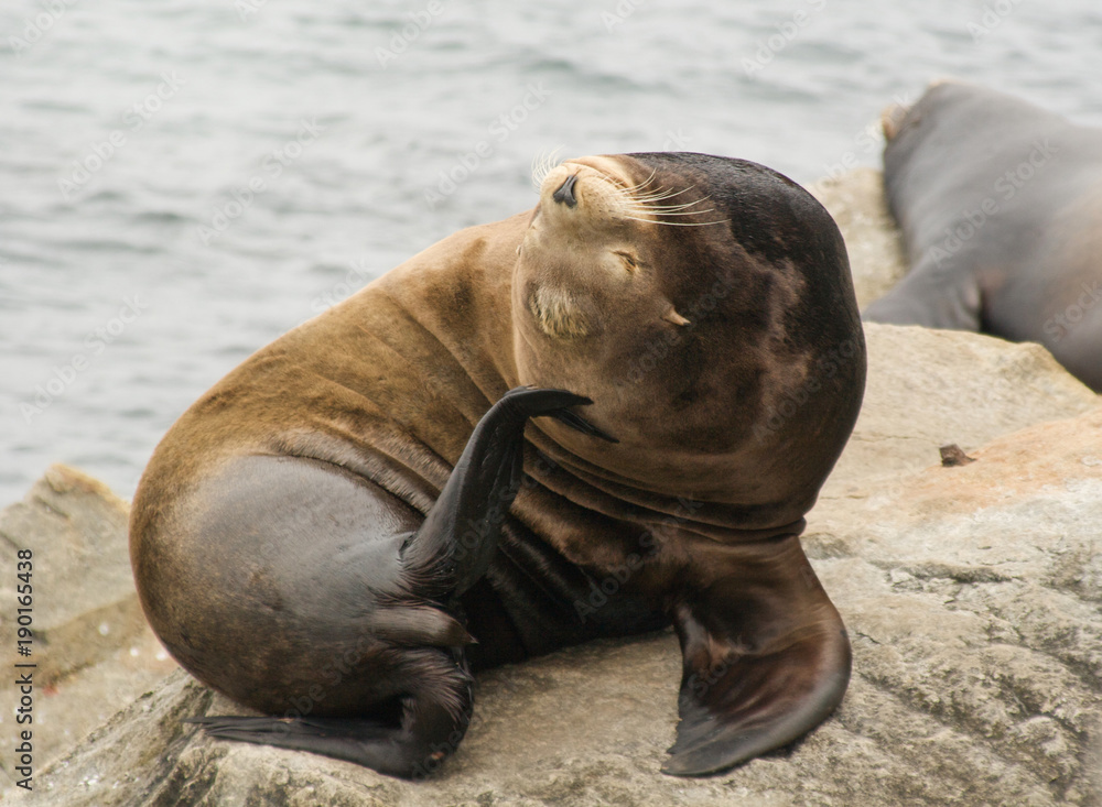 Naklejka premium Sea lion
