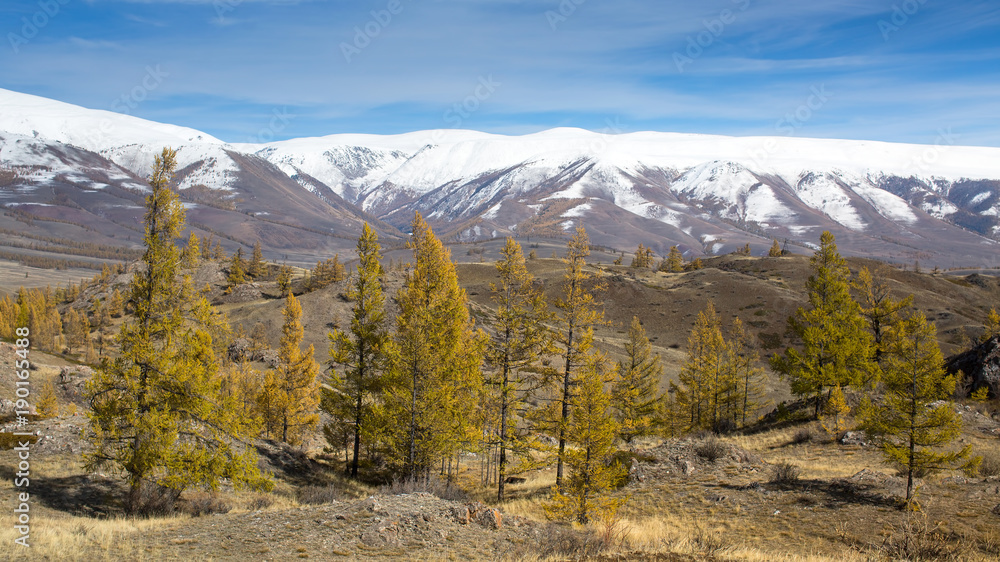 View of autumn trees on a background of North-Chuya ridge at Altai Republic, Russia.