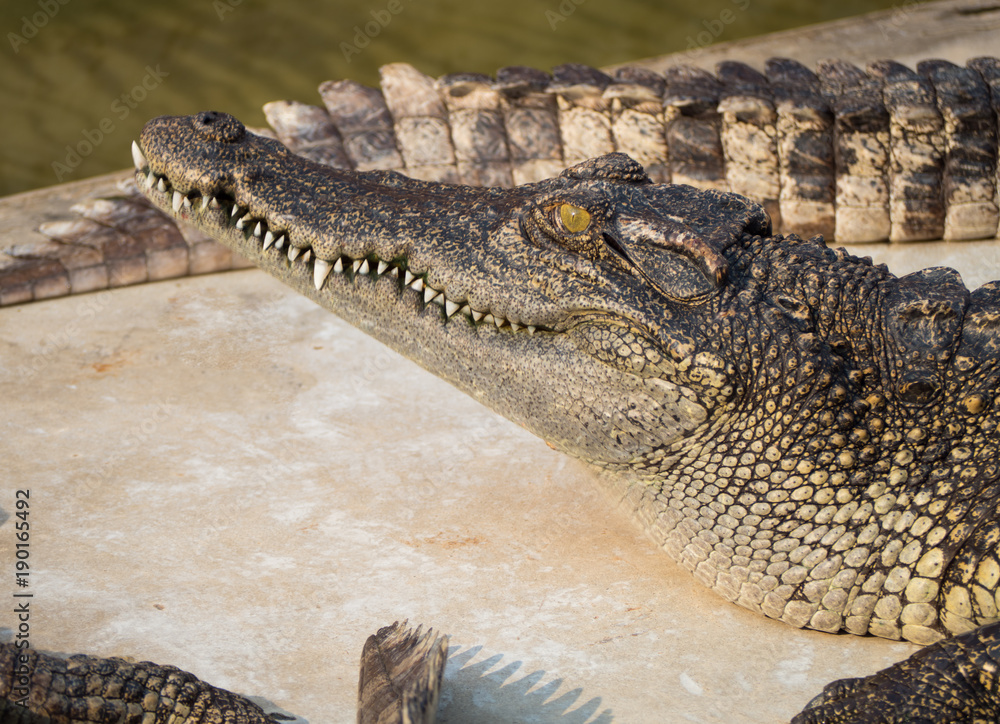 Fototapeta premium Crocodile saltwater Thailand