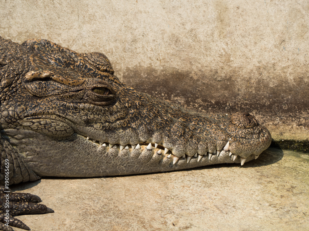 Fototapeta premium Crocodile saltwater Thailand. hi-res