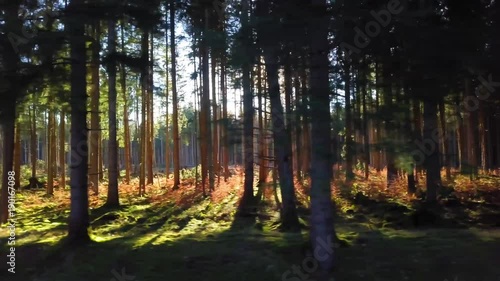 langsamer Flug durch traumhaft beleuchteten Wald photo