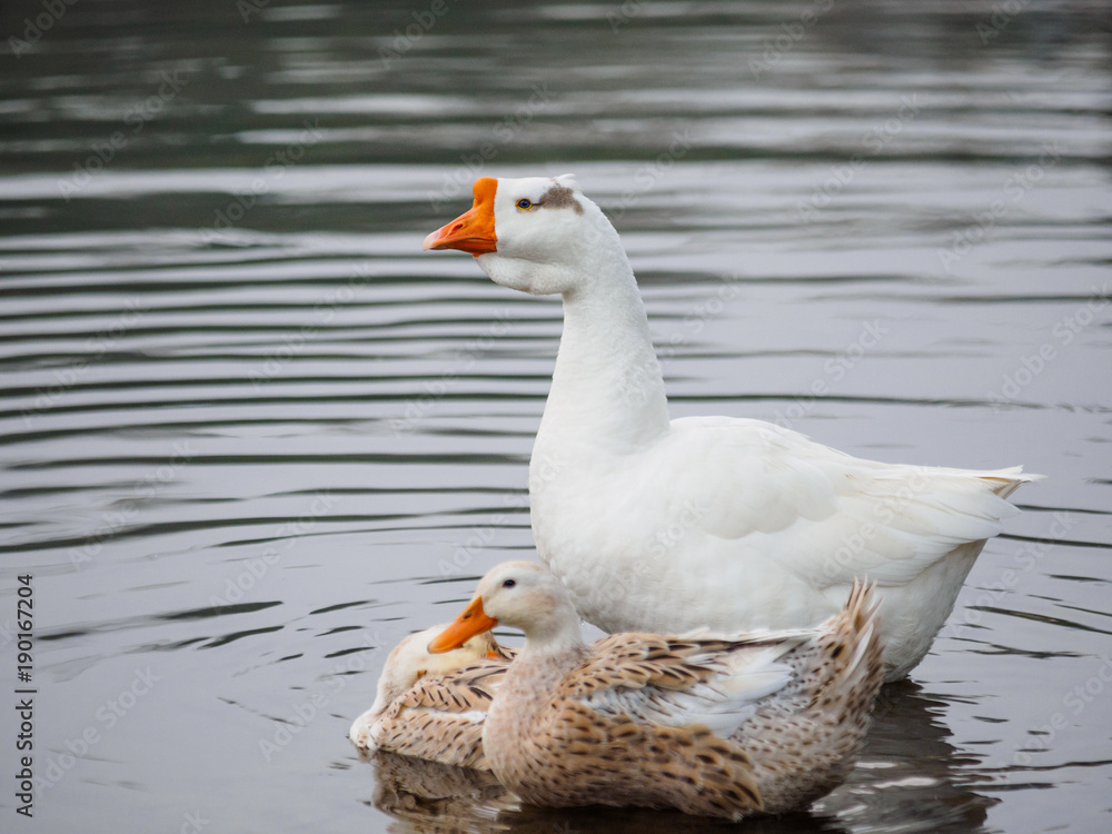 Goose family in pond.