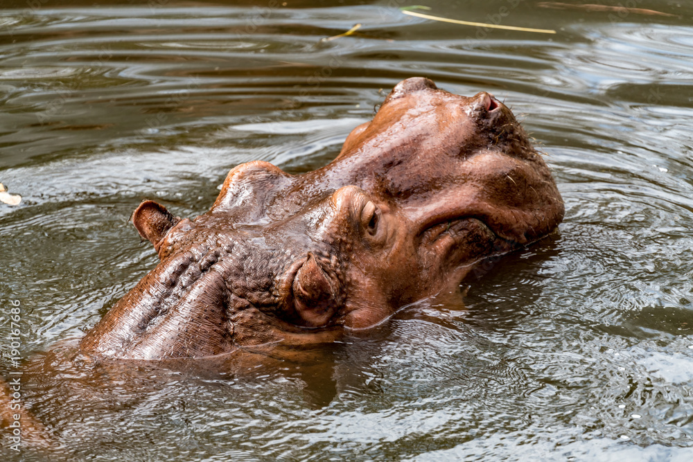 Fototapeta premium Head of hippo