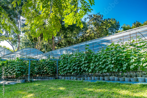 Image of grape farm