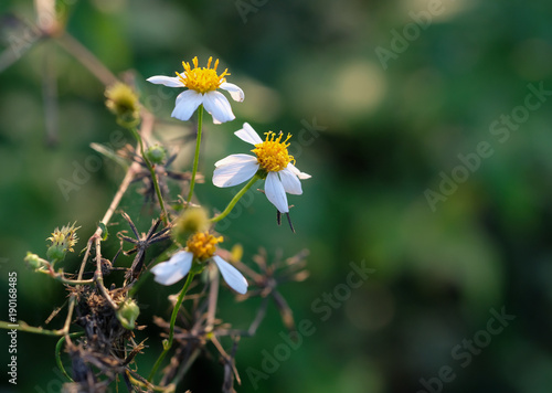 White grass flowers in the garden on soft with blur nature background