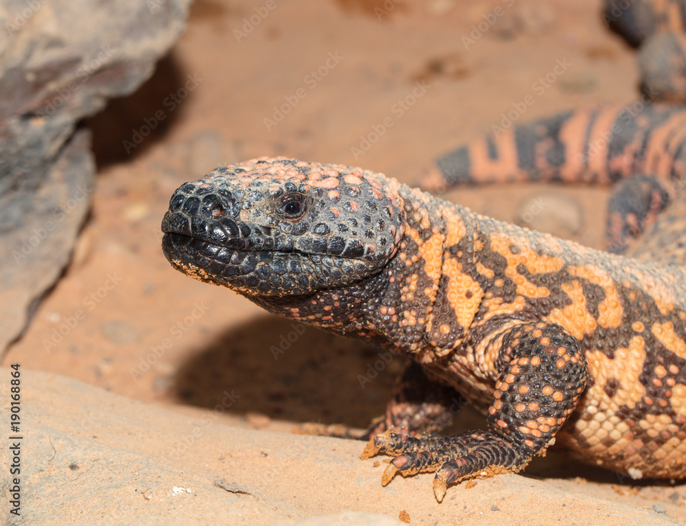 Fototapeta premium Gila monster pauses to look for you