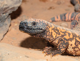 Gila monster pauses to look for you