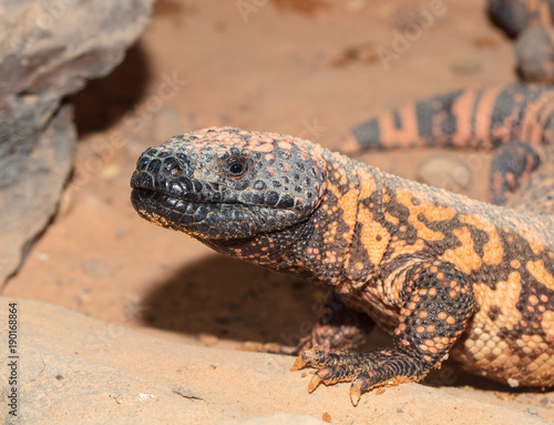 Gila monster pauses to look for you