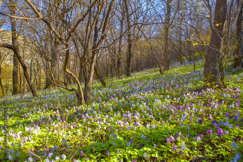 Fototapeta Naklejka Na Ścianę i Meble -  spring scenery with fresh wild flowers in forest 