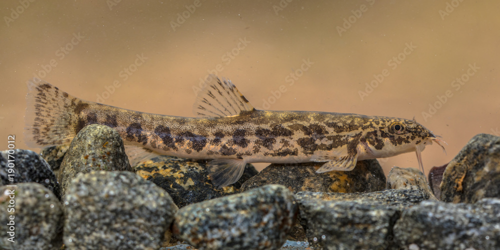 Obraz premium Stone loach on rocky river bottom