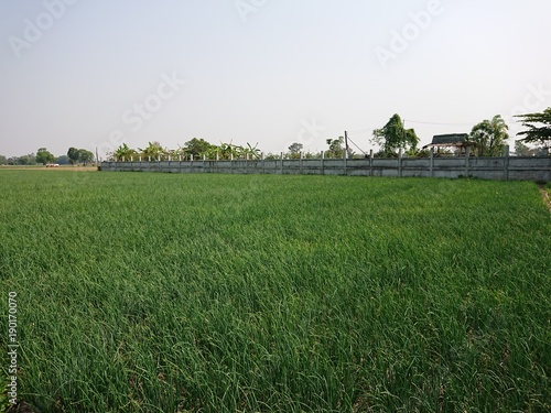 onion plant garden