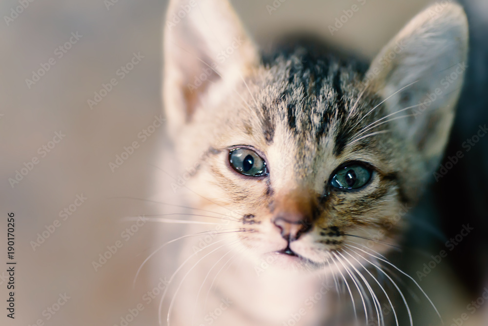 Cute kitten looking at camera