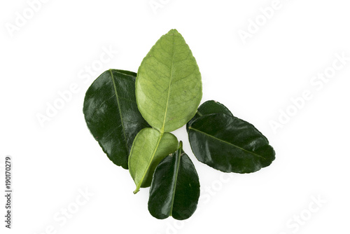 Lime Leaf
