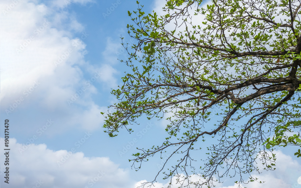The branches of the tree are lush green leaves cut with blue sky. The branches of the tree are lush green leaves cut with blue sky.