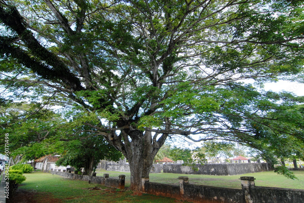 A big tree alone in a meadow with bright blue sky. A big tree alone in a meadow with bright blue sky.
