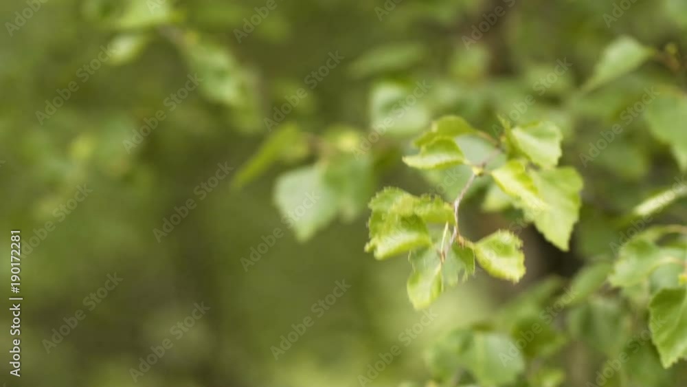 Tree Branches Blowing In Strong Wind Tree Branches Blowing In Strong Wind
