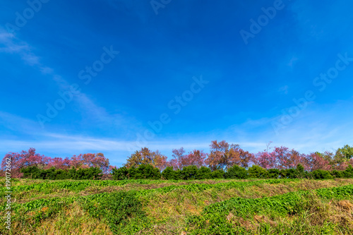 Beautiful Sakura tree Wild Himalayan Cherry  Prunus Cerasoides or pink cherry blossom flower with blue sky at Doi Inthanon mountain Chiangmai province Northern Thailand.