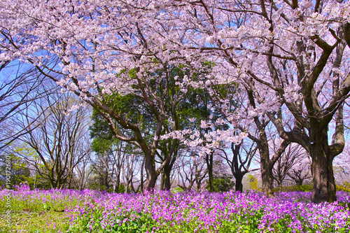 Wallpaper Mural 満開の桜とオオアラセイトウ Torontodigital.ca