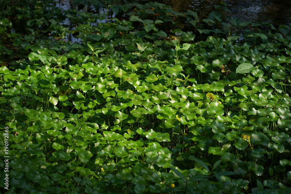 Asiatic pennyworth Asiatic Leaves Background Use Nature Background Asiatic Leaves Herb Centennial Asiatics Used as the elixir Has inhibited or slowed the growth of cancer cells Help prevent cancer. Asiatic pennyworth Asiatic Leaves Background Use Nature Background Asiatic Leaves Herb Centennial Asiatics Used as the elixir Has inhibited or slowed the growth of cancer cells Help prevent cancer.