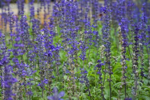 Blue salvia purple flowers  ornamental plants spring.