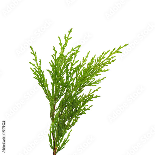 a twig of cypress on a white background