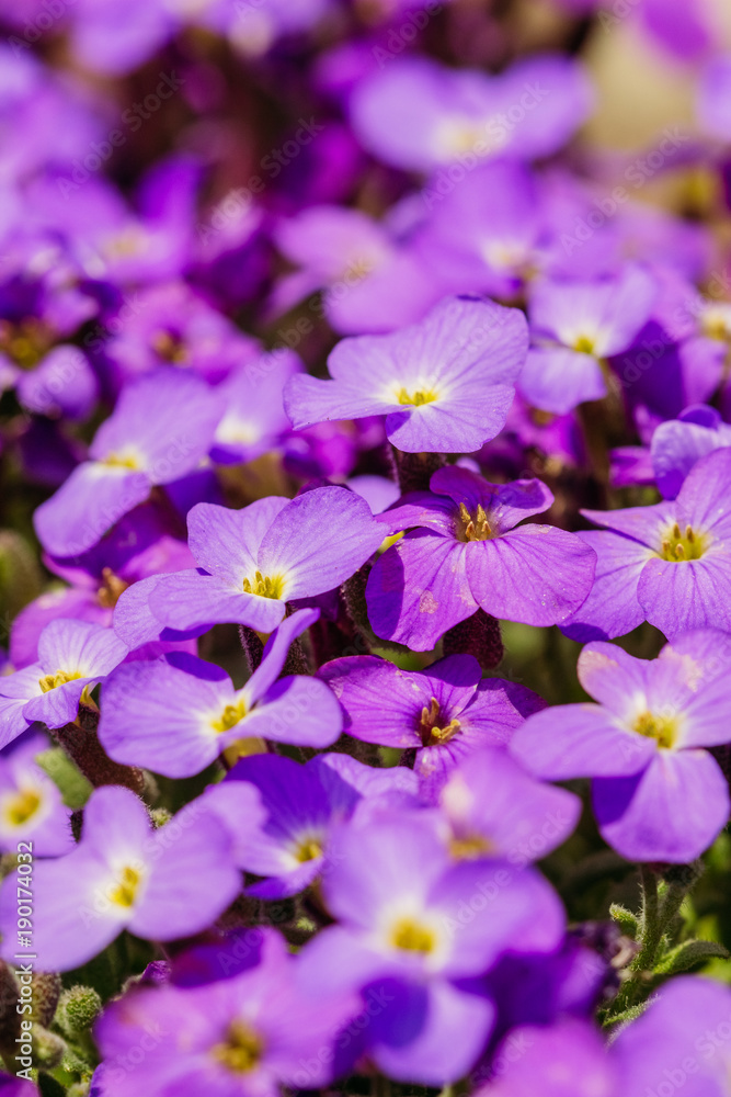 Flower buds of Aubrieta in the garden Flower buds of Aubrieta in the garden