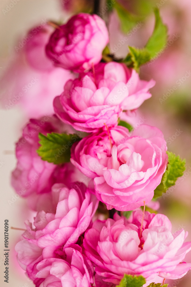 Beautiful flowering almond pink color