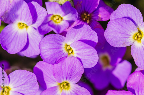 Purple Oberita closeup in bloom