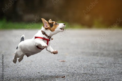 Canvas Print Jack Russell Terrier dog running and jumping