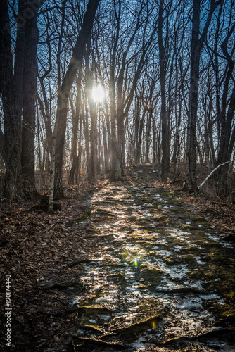 forest path