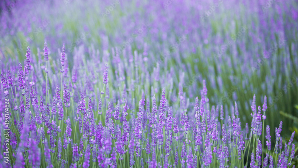Beautiful landscape of lavender flowers. Outdoor image for natural background.