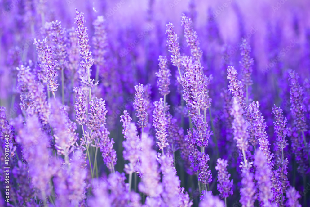 Fototapeta premium Lavender flower field, fresh purple aromatic flowers for natural background. Violet lavender field in Provence, France.