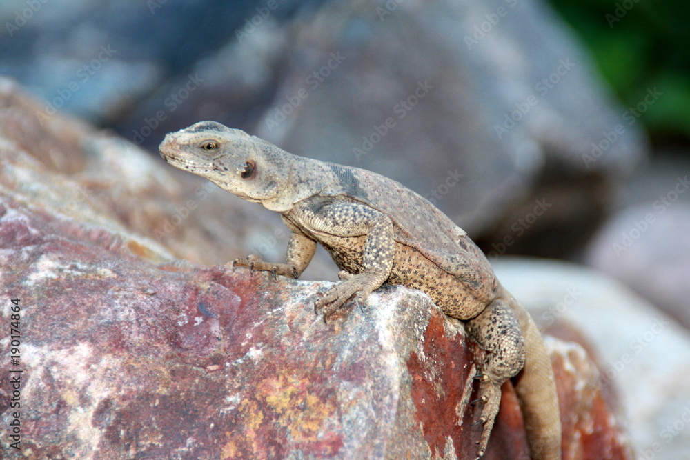 Naklejka premium Chuckwalla