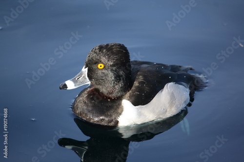 Black and White Duck photo