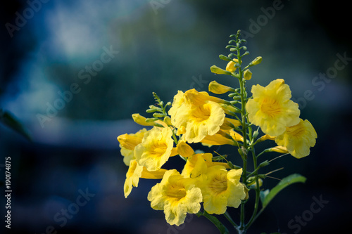 Yellow elder, Yellow bells, or Trumpet vine flowers. [Scientific name : Tecoma stans] photo