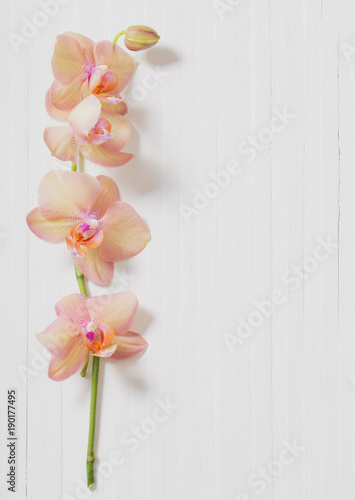 Fototapeta Naklejka Na Ścianę i Meble -  orchids on white wooden background