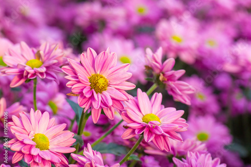 Chrysanthemum pink flowers in the garden. © apichon_tee