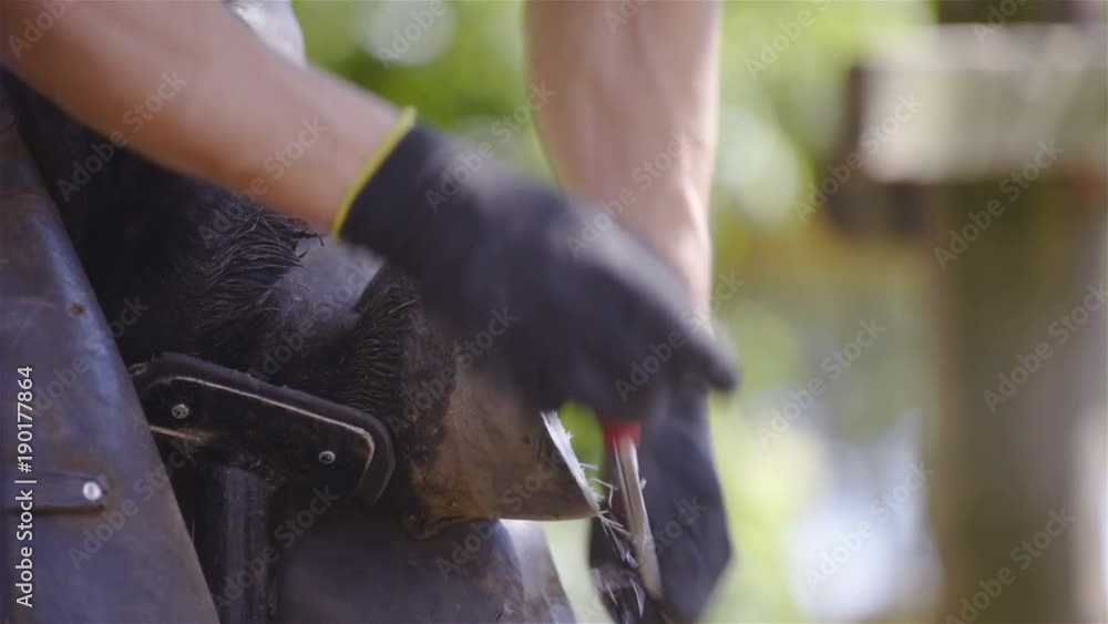 Rasping horse hoof to smooth out edges side view 4K Stock ビデオ Adobe Stock