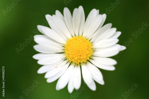 Daisy flower head with focus on the base of the petals. Lawn in eco home garden. 