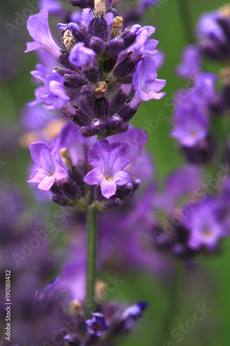 Macro Purple lavender flower. Microcosmos in rustic, home, eco-friendly garden.