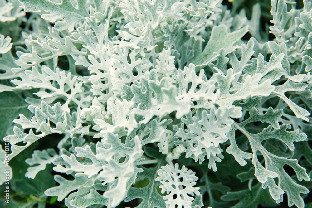 Cineraria maritima silver dust. Background Texture. Cineraria maritima silver dust. Background Texture.