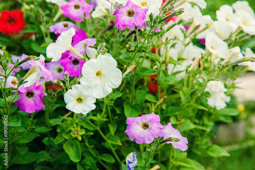 Petunia, Colorful Petunias Flower Nature Image Background